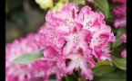 floraison des rhododendrons et azalées