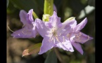 floraison des rhododendrons et azalées