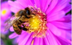 Atelier Apithérapie: A la découverte des produits de la ruche