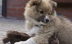 🐶 Devenez le meilleur ami de votre chiot : séance découverte le lundi 4 août à 19h30 🐾 🐶 Devenez le meilleur ami de votre chiot : séance découverte le lundi 4 août à 19h30 🐾