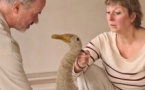 Kidsundays - Le canard, la mort et la tulipe Kidsundays - Le canard, la mort et la tulipe