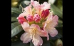 Rhododendrons et azalées en fleurs
