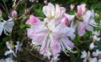 Rhododendrons et azalées en fleurs Rhododendrons et azalées en fleurs