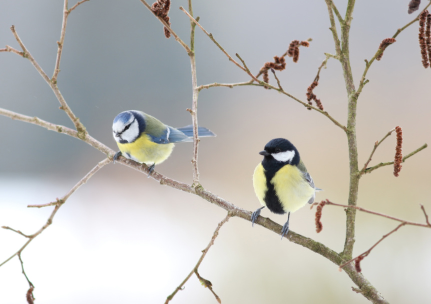 Mésanges bleues et charbonnières - photo : Olivier Colinet Mésanges bleues et charbonnières - photo : Olivier Colinet
