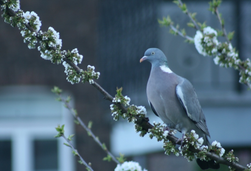 Pigeon ramier - photo : Antoine Derouaux