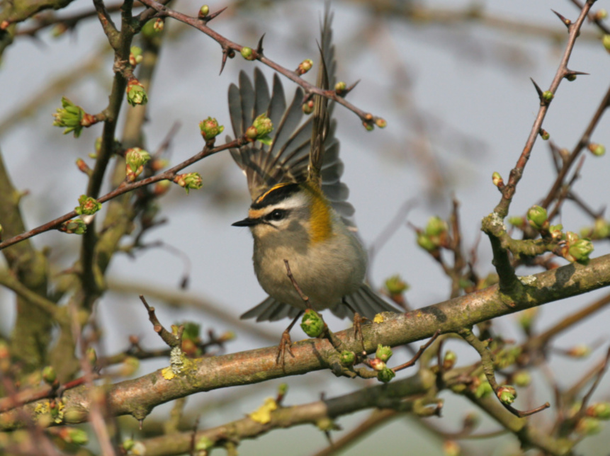 Roitelet à triple bandeau - photo : René Dumoulin Roitelet à triple bandeau - photo : René Dumoulin