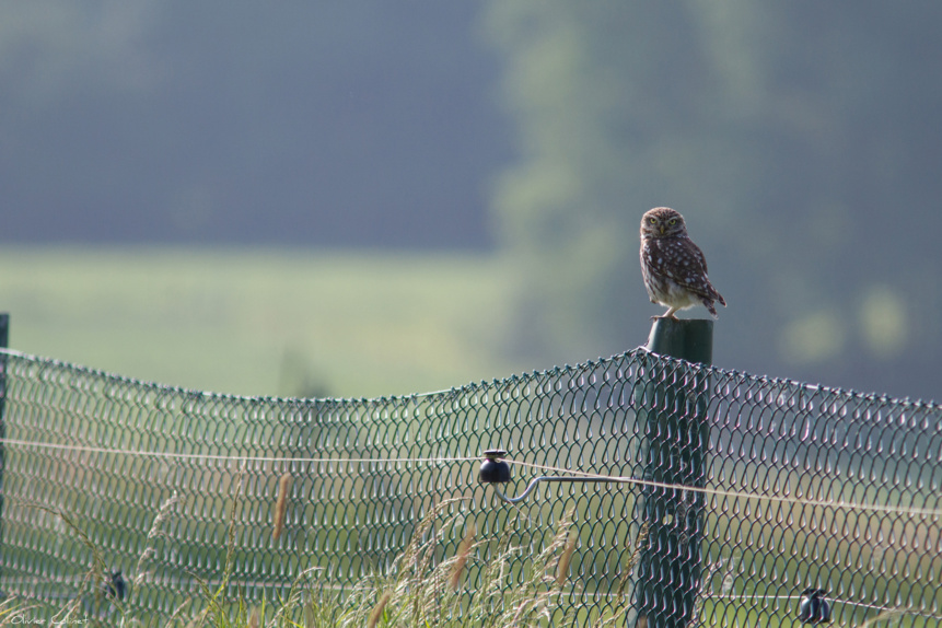 Chouette chevêche - Photo : Olivier Colinet Chouette chevêche - Photo : Olivier Colinet