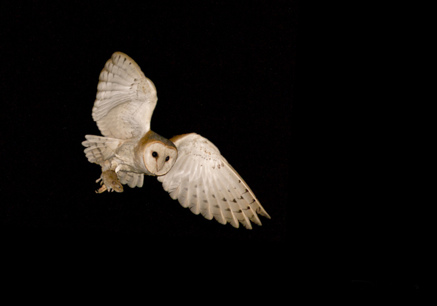 Effraie des clochers - Photo : Didier Goethals Effraie des clochers - Photo : Didier Goethals