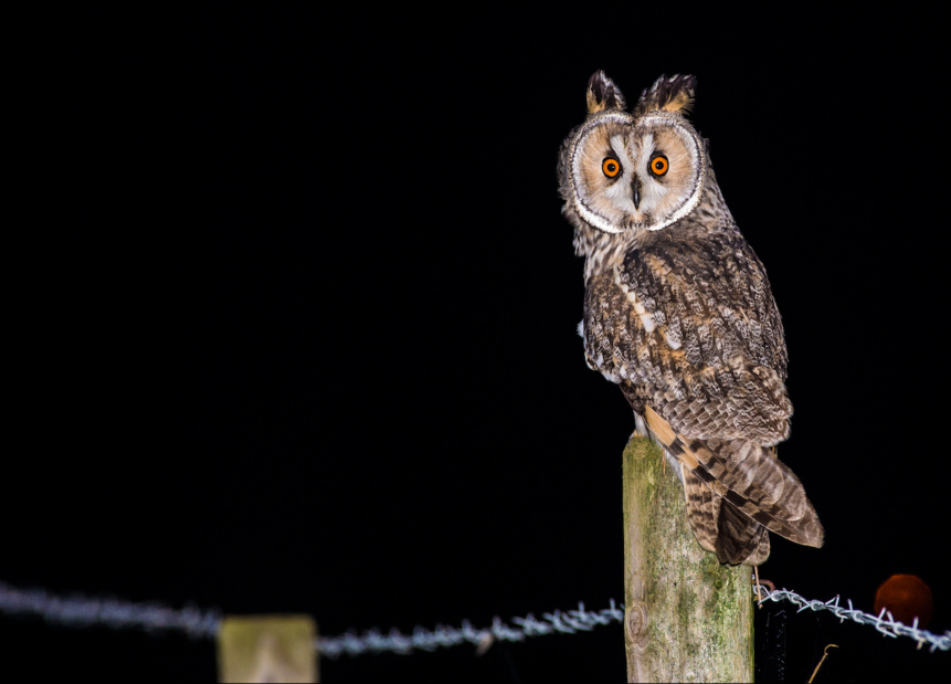 Hibou moyen-duc - Photo : Didier Goethals Hibou moyen-duc - Photo : Didier Goethals