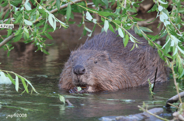 Super nouvelle : Walibi et Natagora trouvent une solution durable pour les castors ! Super nouvelle : Walibi et Natagora trouvent une solution durable pour les castors !
