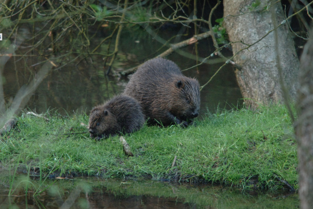 Super nouvelle : Walibi et Natagora trouvent une solution durable pour les castors ! Super nouvelle : Walibi et Natagora trouvent une solution durable pour les castors !