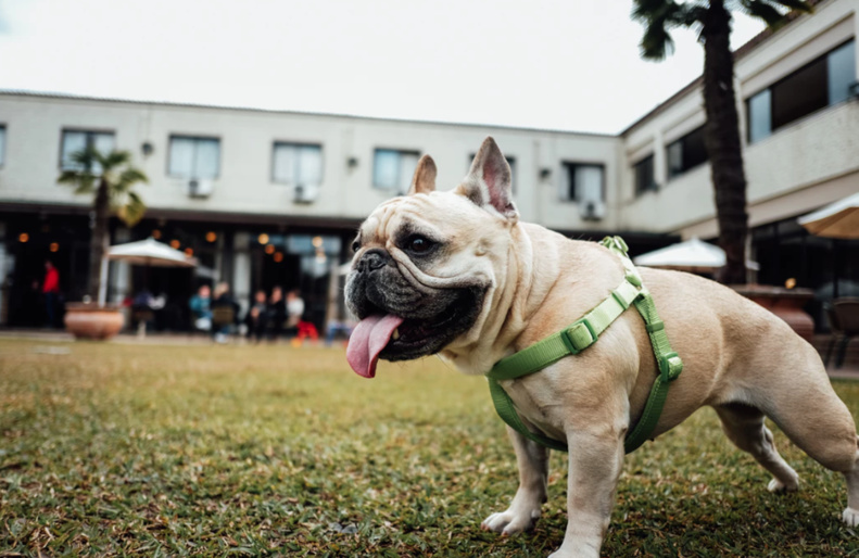 La journée du chien ! Une après-midi entièrement consacrée à nos compagnons à quatre pattes. La journée du chien ! Une après-midi entièrement consacrée à nos compagnons à quatre pattes.