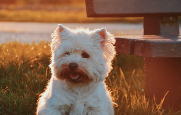 La journée du chien ! Une après-midi entièrement consacrée à nos compagnons à quatre pattes. La journée du chien ! Une après-midi entièrement consacrée à nos compagnons à quatre pattes.