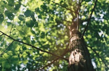 Important : Subventions à la plantation de haies, vergers et arbres en Wallonie. Important : Subventions à la plantation de haies, vergers et arbres en Wallonie.