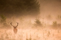 Exposition photo "Yellowstone" de Michel d'Oultremont Exposition photo "Yellowstone" de Michel d'Oultremont