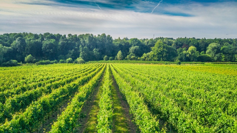 Nivelles : Vendanges au Domaine du Chapitre Nivelles : Vendanges au Domaine du Chapitre