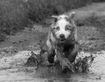Un Educateur canin ? Ou plutôt un Comportementaliste canin ? Et sur Genappe ? Phaedra Juniors Academy ! Un Educateur canin ? Ou plutôt un Comportementaliste canin ? Et sur Genappe ? Phaedra Juniors Academy !