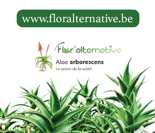 Flor'alternative : Les vertus de l’aloé arborescens