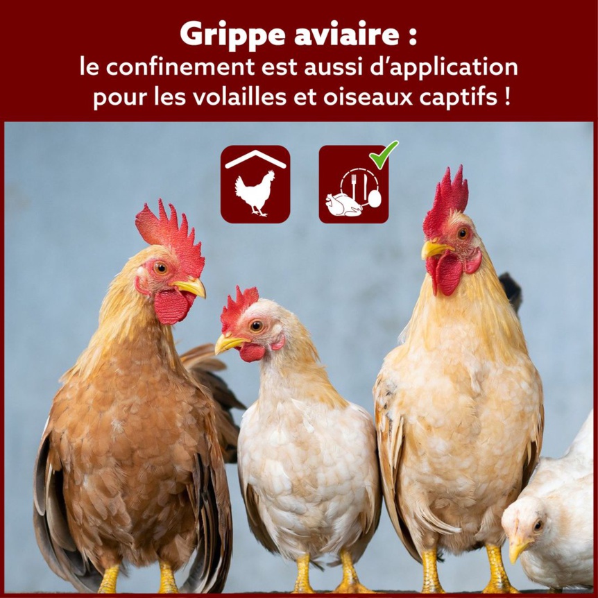 LA GRIPPE AVIAIRE EST ARRIVÉE EN BELGIQUE : PROTÉGEZ VOS VOLAILLES ! LA GRIPPE AVIAIRE EST ARRIVÉE EN BELGIQUE : PROTÉGEZ VOS VOLAILLES !