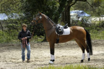 L'art équestre - Larissa Pauluis - Braine l'Alleud L'art équestre - Larissa Pauluis - Braine l'Alleud