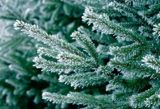 Sortez vos sapins !! Sortez vos sapins !!