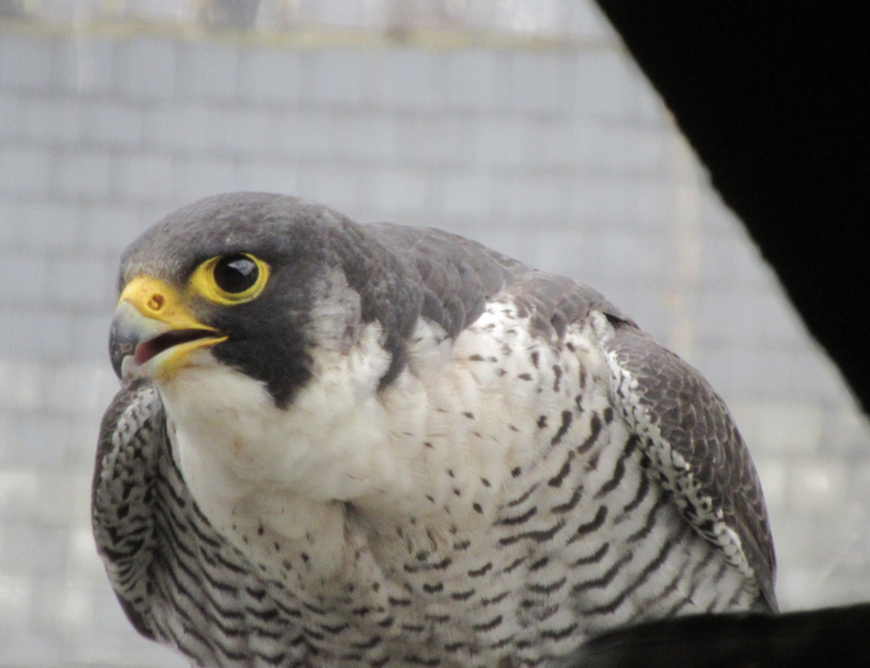 Mignonnerie du jour : 4 petits faucons pèlerins sont nés à Wavre Mignonnerie du jour : 4 petits faucons pèlerins sont nés à Wavre