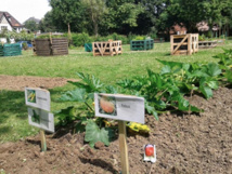 APPEL AUX PARTICIPANTS pour le JARDIN COMMUNAUTAIRE DE WAVRE APPEL AUX PARTICIPANTS pour le JARDIN COMMUNAUTAIRE DE WAVRE