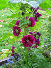 APPEL AUX PARTICIPANTS pour le JARDIN COMMUNAUTAIRE DE WAVRE APPEL AUX PARTICIPANTS pour le JARDIN COMMUNAUTAIRE DE WAVRE