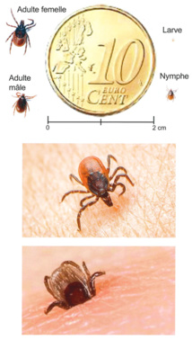 Les tiques : prévenir et réagir Les tiques : prévenir et réagir