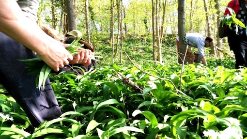 Atelier Cuisine Sauvage à Wavre Atelier Cuisine Sauvage à Wavre