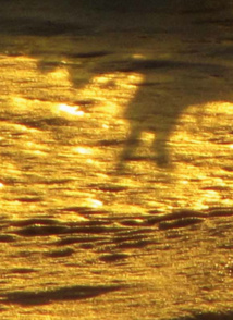 Les nouveaux objectifs de Didier de Radiguès Les nouveaux objectifs de Didier de Radiguès