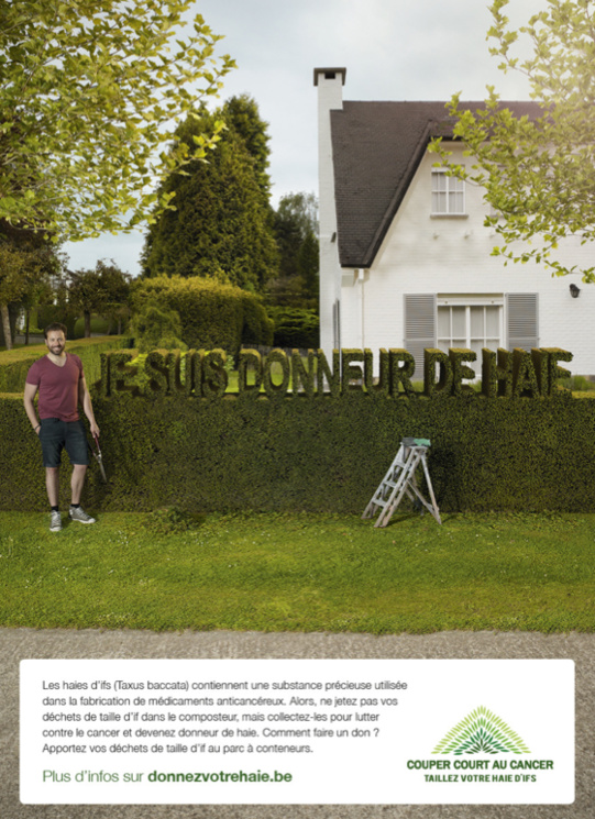 Taillez votre haie d’ifs et coupez court au cancer ! Taillez votre haie d’ifs et coupez court au cancer !