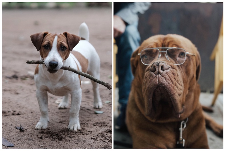 Choisir le petit nom parfait pour mon chien (ByJack & Russel : Gâtez votre toutou avec la Box Fun) Choisir le petit nom parfait pour mon chien (ByJack & Russel : Gâtez votre toutou avec la Box Fun)