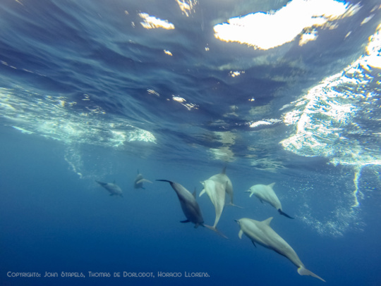 Rencontre avec Thomas de Dorlodot - Parapentiste de l'extrême Rencontre avec Thomas de Dorlodot - Parapentiste de l'extrême