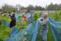 Le vignoble de Genval porte ses fruits ! Le vignoble de Genval porte ses fruits !