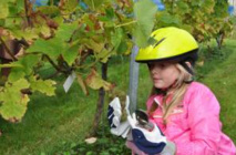 Le vignoble de Genval porte ses fruits ! Le vignoble de Genval porte ses fruits !