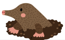 Taupier à Wavre Taupier à Wavre