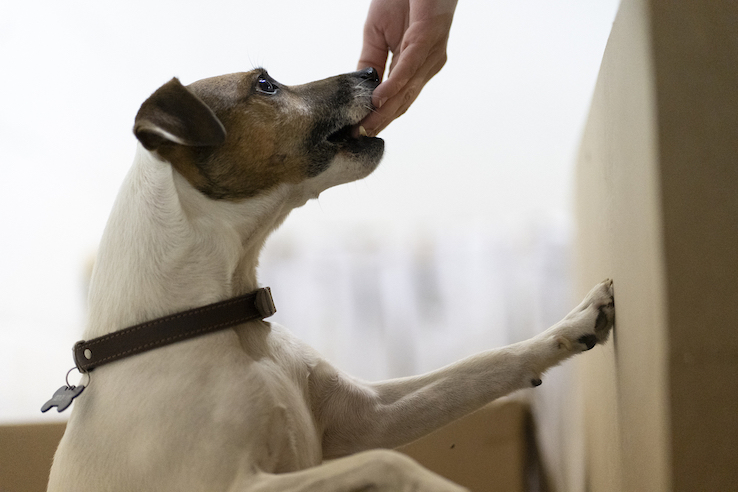 Meute malia | Educateurs canins - Brabant wallon Meute malia | Educateurs canins - Brabant wallon