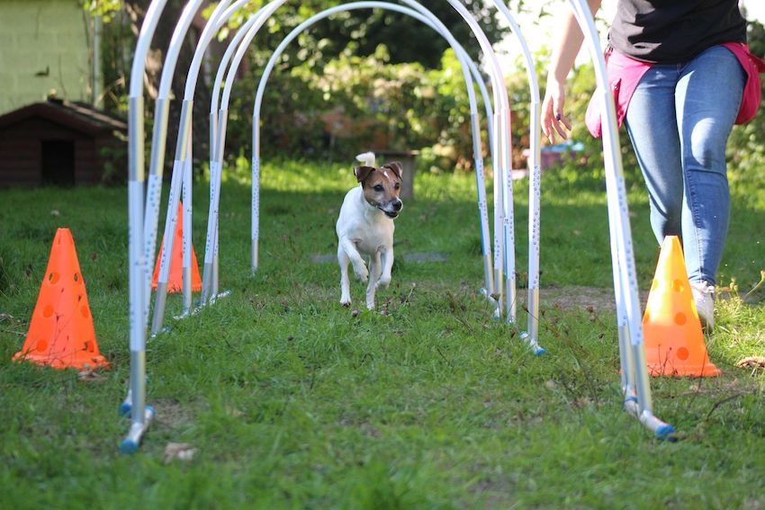 Meute Malia Meute Malia