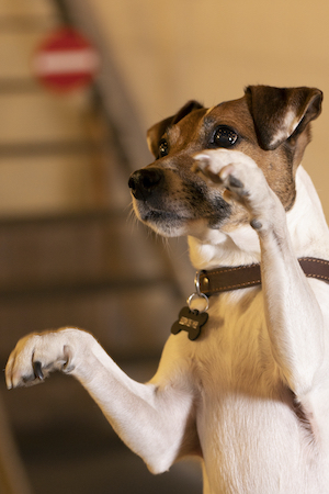 Meute malia Meute malia