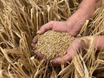 BRASSERIE LEFEBVRE: Une brasserie au coeur de vos plus belles célébrations depuis 6 générations. BRASSERIE LEFEBVRE: Une brasserie au coeur de vos plus belles célébrations depuis 6 générations.