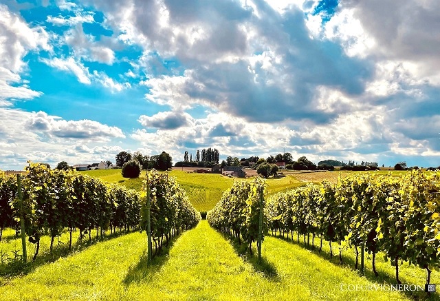 Vivez une escapade œnologique unique avec le Vino-Trip en Brabant wallon ! Vivez une escapade œnologique unique avec le Vino-Trip en Brabant wallon !