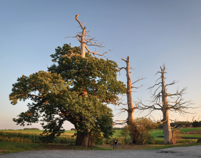 Concours, votez pour l'arbre de l'année 2016 ! Concours, votez pour l'arbre de l'année 2016 !