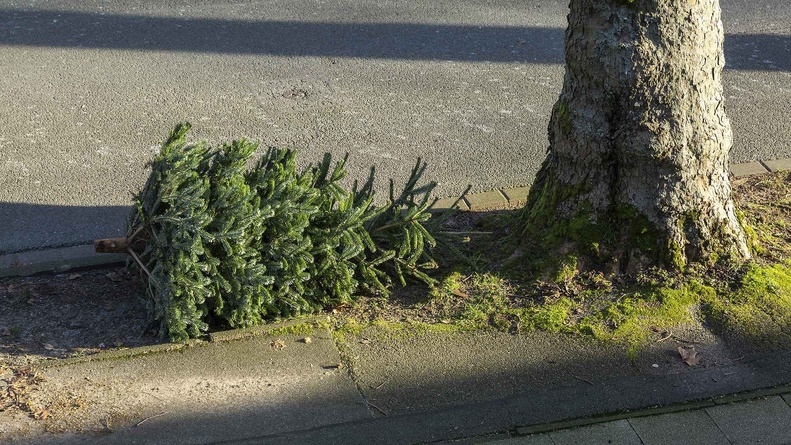 Voici quand déposer votre sapin pour la collecte dans votre commune Voici quand déposer votre sapin pour la collecte dans votre commune
