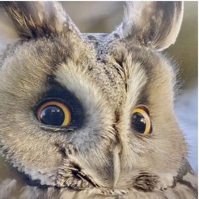 Le Tour du Monde des Animaux avec Tanguy Dumortier Le Tour du Monde des Animaux avec Tanguy Dumortier