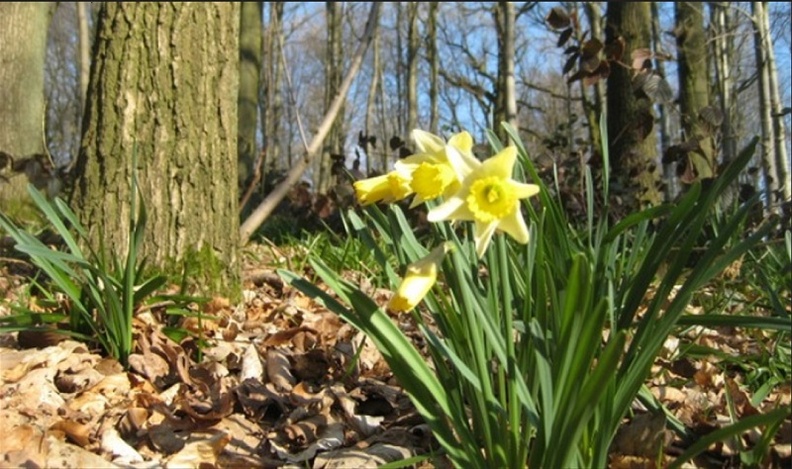Cueillir et vendre des fleurs sur la voie publique : Ce qu'il faut savoir en 2025 Cueillir et vendre des fleurs sur la voie publique : Ce qu'il faut savoir en 2025