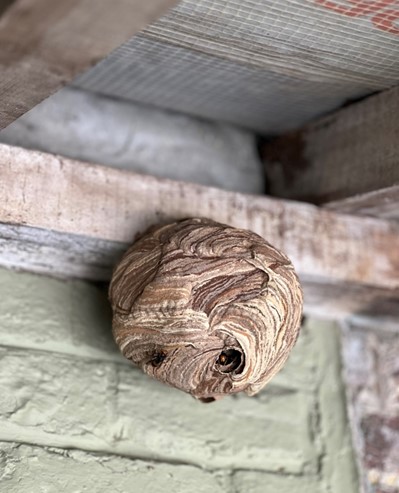 Focus sur le frelon asiatique : une menace grandissante en Wallonie Focus sur le frelon asiatique : une menace grandissante en Wallonie