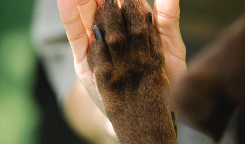 Créez une relation harmonieuse avec votre chien grâce à Canischola Créez une relation harmonieuse avec votre chien grâce à Canischola