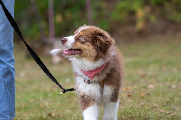Créez une relation harmonieuse avec votre chien grâce à Canischola Créez une relation harmonieuse avec votre chien grâce à Canischola