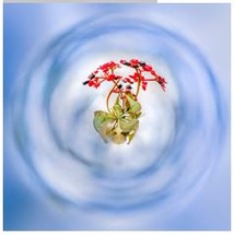 Onirisme, Engagement , Photomontage Onirisme, Engagement , Photomontage